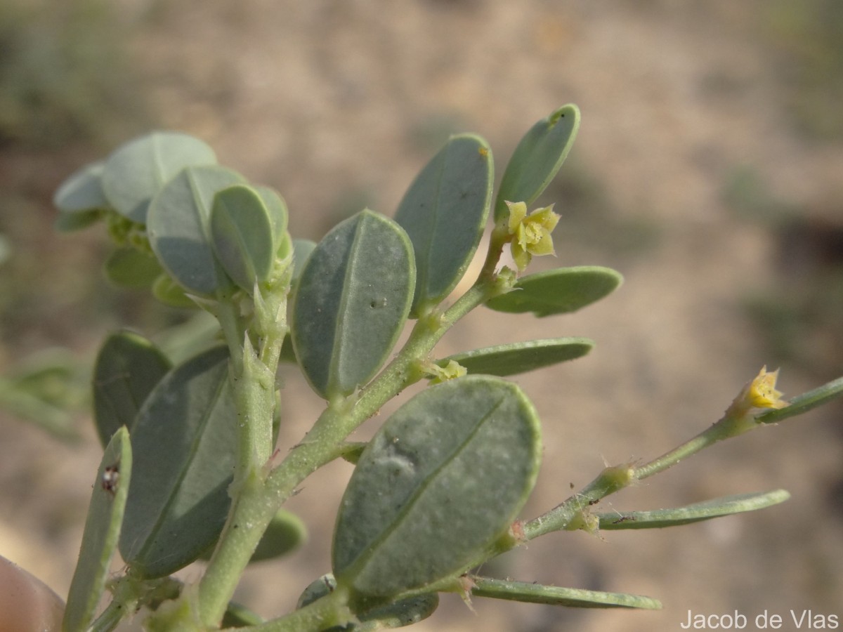 Synostemon bacciformis (L.) G.L.Webster